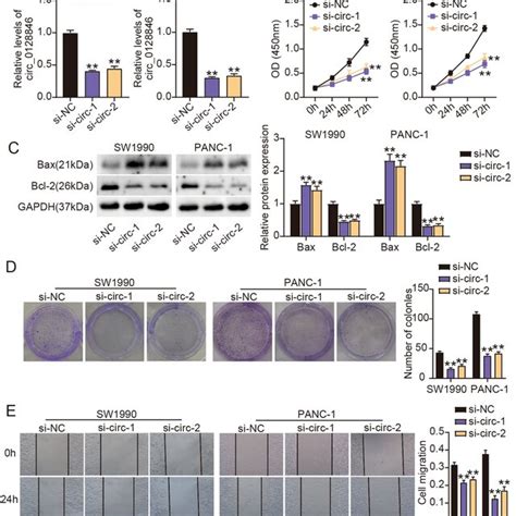 Silencing Circ Restrained Pc Cell Proliferation Colony