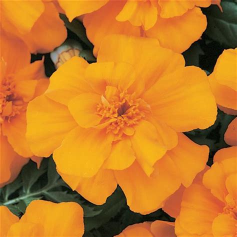 Marigold Durango® Orange Moss Greenhouses