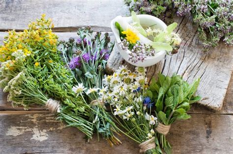 Conoce las plantas que te ayudarán a cuidar tu piel