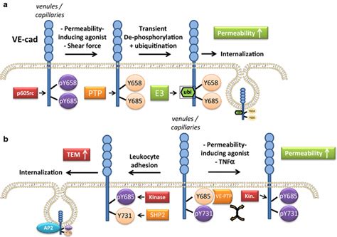 Differential Phosphorylation Of Ve Cadherin In Control Of Tem And