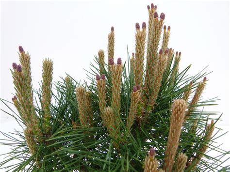 Сосна чёрная (Pinus Nigra) — описание и декоративные сорта.