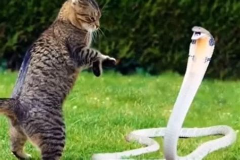 5 Keajaiban Kucing Mengapa Mereka Tidak Takut Terhadap Ular Ternyata 5