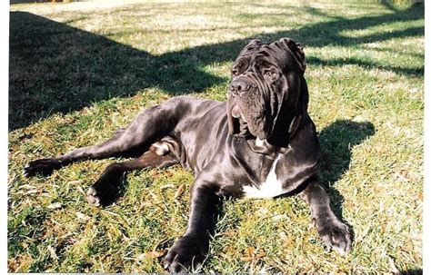 Neapolitan Mastiff Hercules