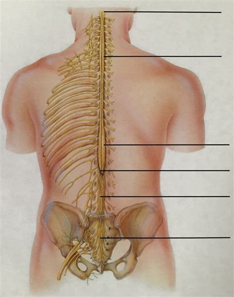 Biol Spinal Cord External Anatomy Diagram Quizlet