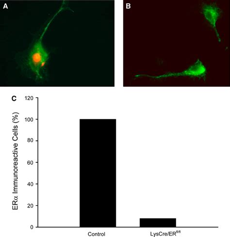 Deletion Of Er In Microglial Cells Of Lyscre Erfl Fl Mice Ac Er