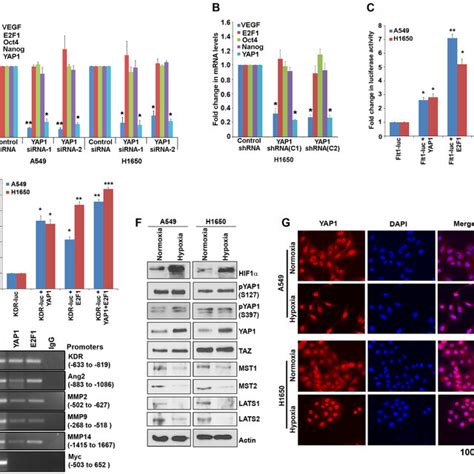 Yap1 Transcriptionally Regulates The Expression Of Proangiogenic Genes