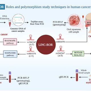 Schematic Representation Of Linc Ror Interacting Pathways A