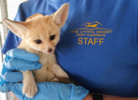 Fennec Fox Kits! - ZooBorns