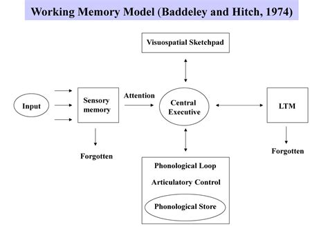 Working Memory Model In Psychology Baddeley And Hitch