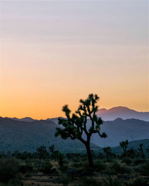 14 Best Joshua Tree Photo Spots And Instagram Spots In Joshua Tree