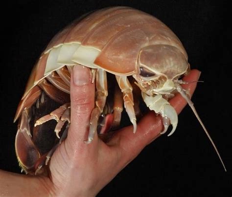 Giant Isopod Bathynomus Giganteus The Giant Isopod Deep Sea Creatures