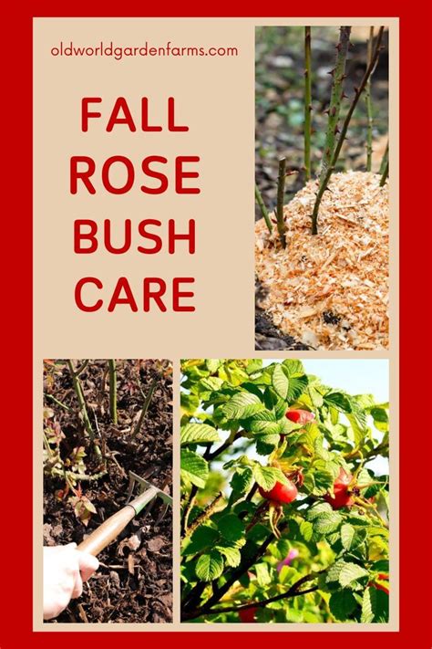 Fall Rose Bush Care - How To Get Roses Ready For Winter | Rose bush care, Planting rose bushes ...