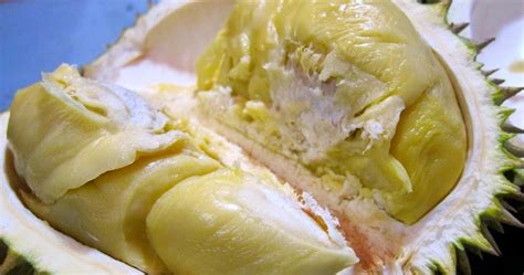 Durian Montong Super Bibit Durian Musang King Jogja Jual Bibit