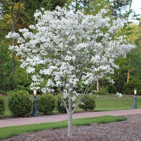 Cloud 9 Dogwood Tree White Flowering Trees Dogwood Trees Ornamental