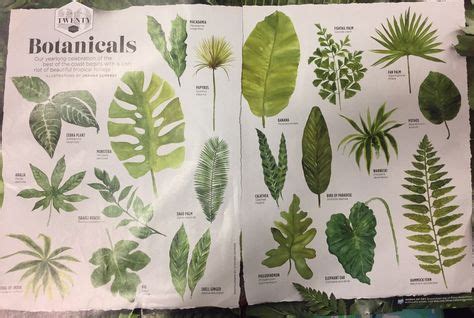 Botanicals tropical plants and names | Tropical plants, Plants, Tropical garden