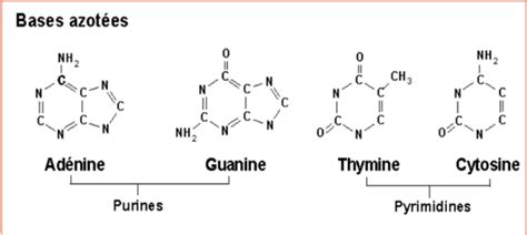 Structure Des Acides Nucl Iques My Stidia