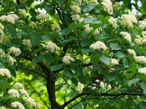 6 Types of Dogwoods For Your Landscape