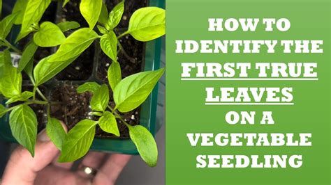 How To Identify First True Leaves On A Seedling Youtube