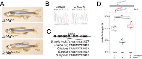 Identification Of Lat4a Underlying The Nr21 Mutant Phenotype In