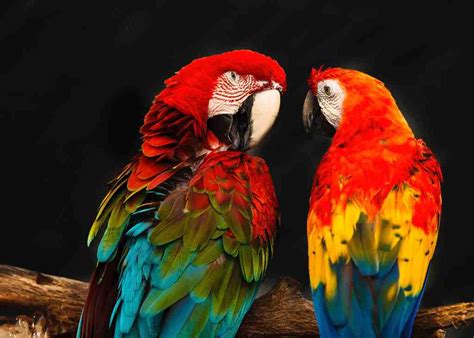 Molting Birds - Understanding molting season | Poodles and Parrots