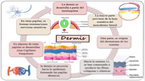 Solution Embriolog A Desarrollo De Piel Y Anexos Studypool