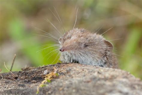 Imagen De Macro closeup Del Mamífero Más Pequeño Del Mundo Conocido