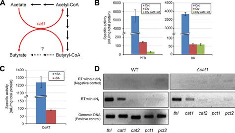 Butyric Acid Production In C Tyrobutyricum Kctc Atcc