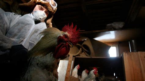 Russia Records First Cases Of Human Infection With Bird Flu Strain H5n8