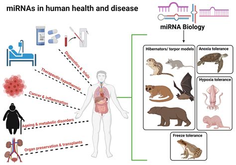 Cells Free Full Text Microrna Cues From Nature A Roadmap To Decipher And Combat Challenges