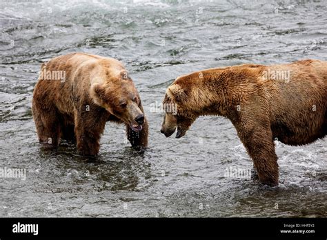 Katmai Brown Bears Fishing For Salmon Stock Photo Alamy