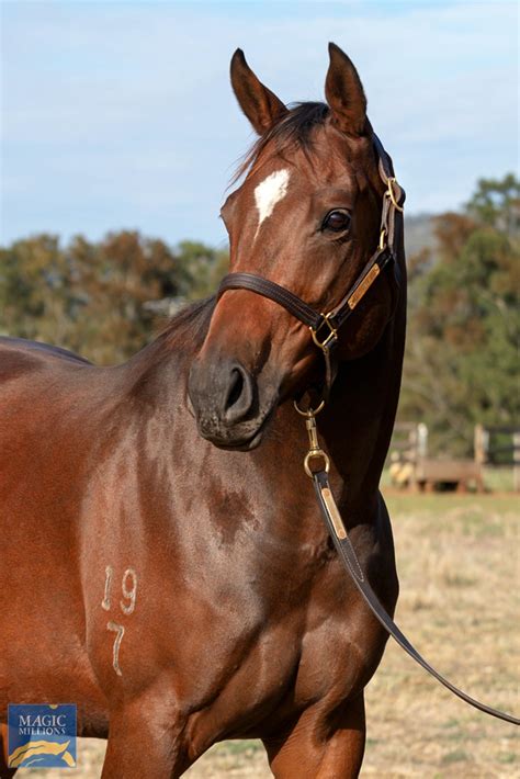 Gold Coast National Broodmare Sale Lot Starspangledbanner