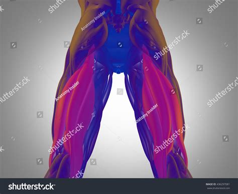 Hamstring Muscle Group Human Anatomy Muscle Stock Illustration