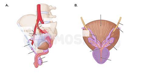 Male And Female Reproductive System Labeled Diagram