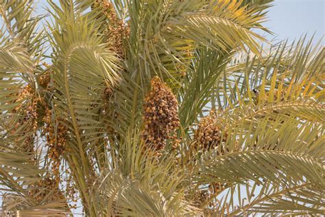 كونا Palm Trees Turning Kuwait Into Lavish Green Oases 29102018