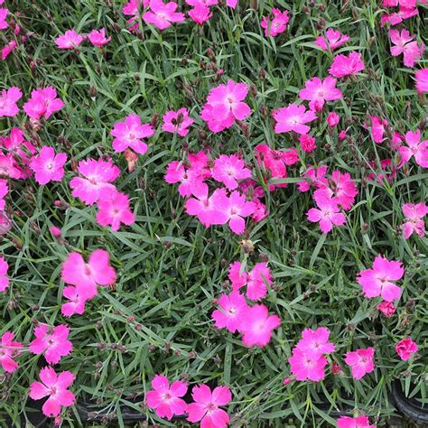 Kahori Pink® Dianthus Garden Pinks High Country Gardens