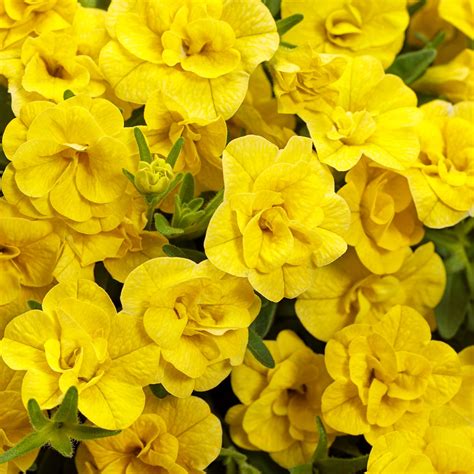 Superbells® Calibrachoa Double Yellow Garden Crossings