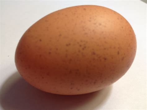 Speckled Egg Backyard Chickens Learn How To Raise Chickens