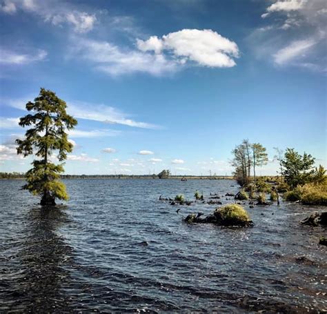 The Great Dismal Swamp Of Virginia And North Carolina