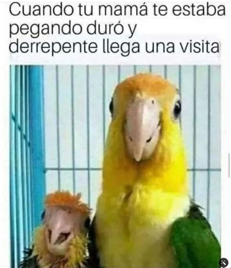 Xd Yo Soy La Despeinada Memes Espa Ol Graciosos Memes Nuevos Memes