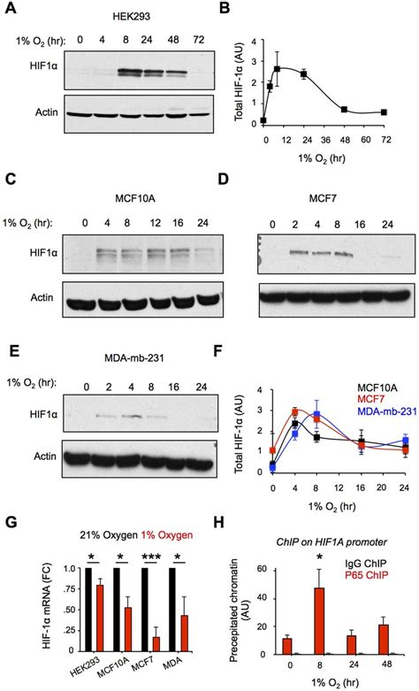 HIF 1α protein is transiently stabilized in hypoxia while its mRNA its