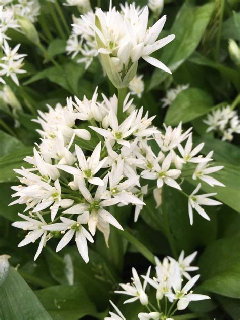 Wild Garlic Bulbs Allium Ursinum For Delivery September 2021 Uk