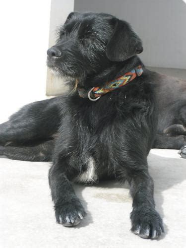 Nora Perro Adoptado En Castalla Alicante Bamb Difunde