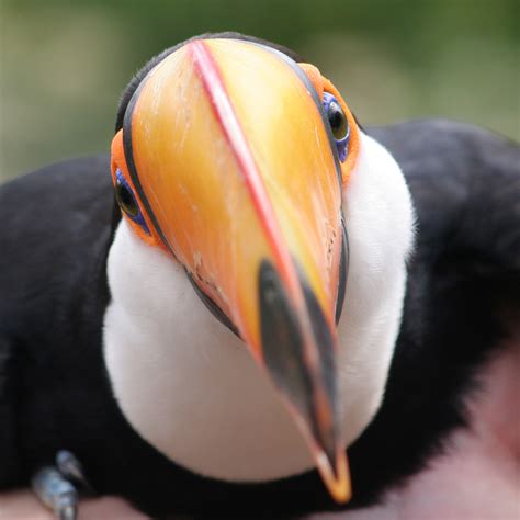 Filetoco Toucan Ramphastos Toco Wikimedia Commons