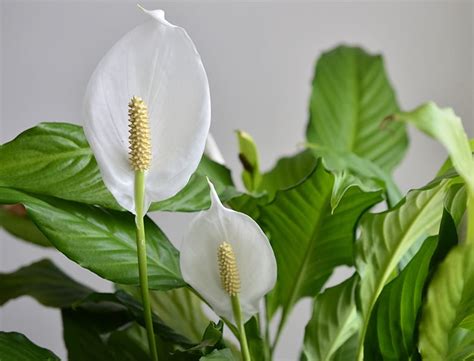 Peace Lily Guide How To Grow And Care For Spathiphyllum