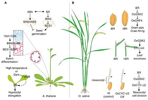 Brassinosteroid Signaling Pathways Interplaying With Diverse Signaling