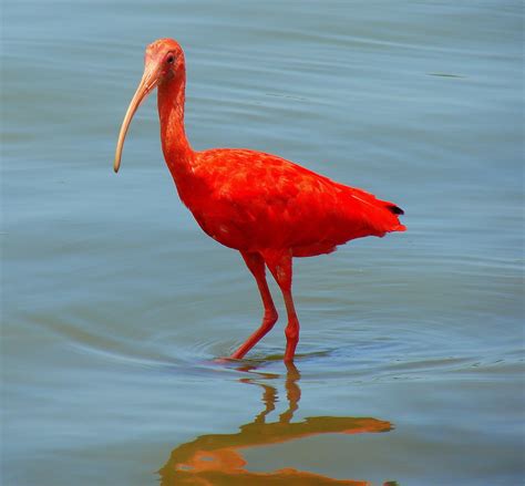 Scarlet Ibis Birds Of Brazil · Inaturalist