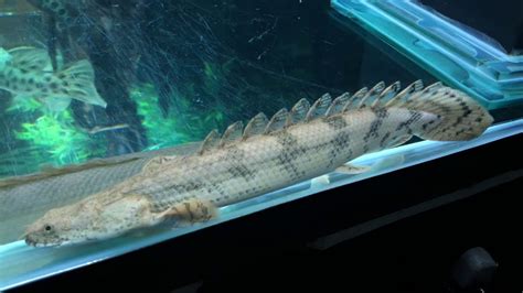 Black Arowana Gars Bichir Feeding Youtube