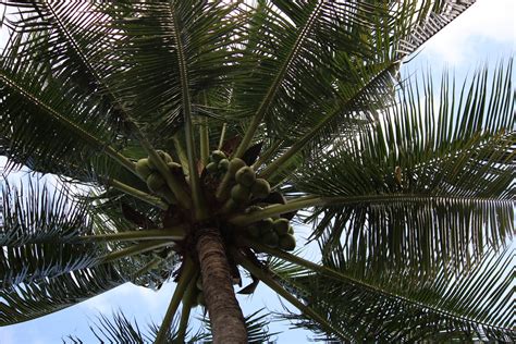 Coconut Tree Free Stock Photo Public Domain Pictures