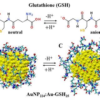 (A) Deprotonation-protonation equilibrium in a glutathione (GSH ...