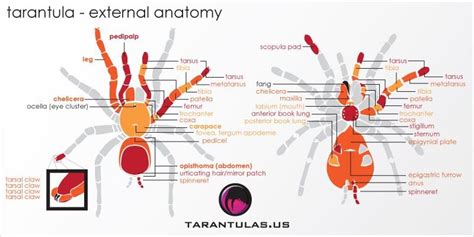 Anatomy Of A Tarantula - ANATOMY